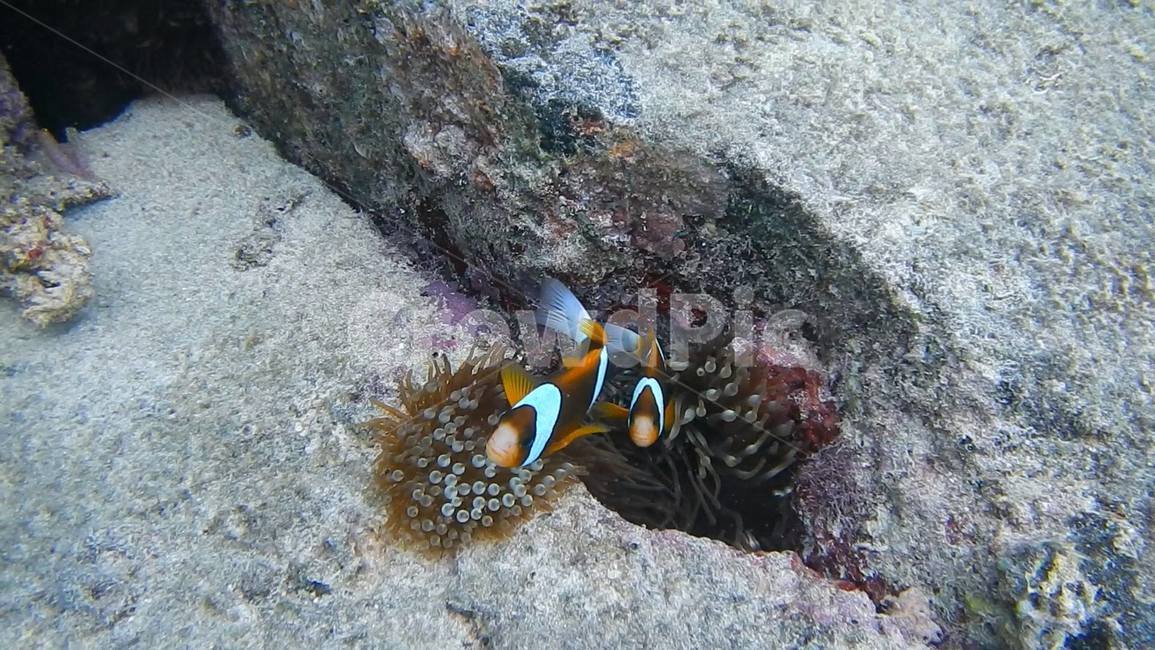 니모,물고기,바다,스쿠버다이빙,여름,greatbarrierreef,호주,자연,그레이트배리어리프,nemo,ocean,sea,underthesea,underwater,nature,동물,animal,어류,물고기,fish