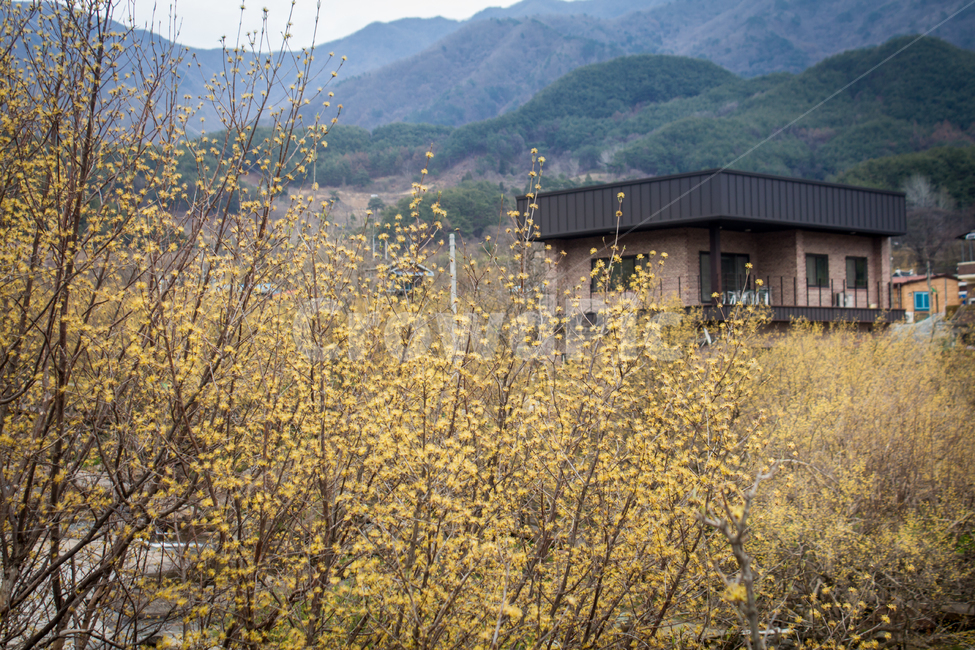 산수유,산수유꽃,봄꽃,꽃,flower,blossom,자연,nature,시골,옥외,outdoors