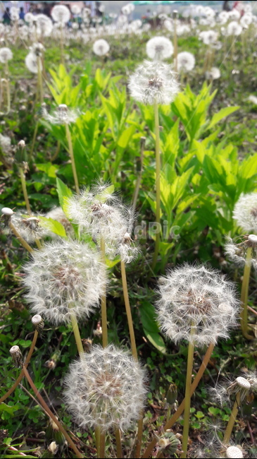 일산호수공원,민들레홀씨,바람,햇빛,민들레꽃씨,식물,자연,plants,nature