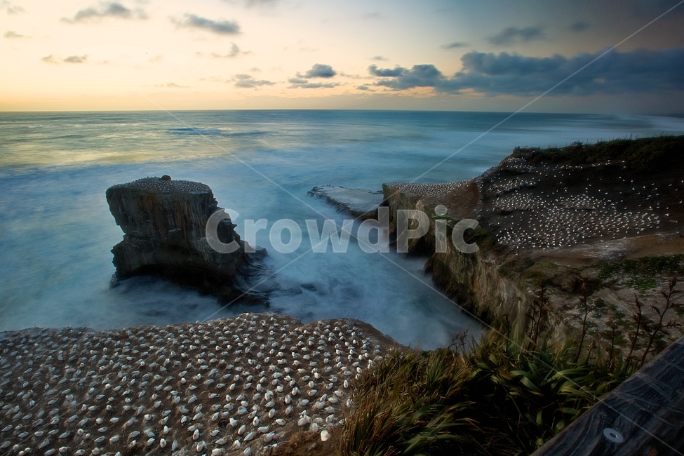 뉴질랜드,오클랜드,해변,무리와이,가넷,일몰