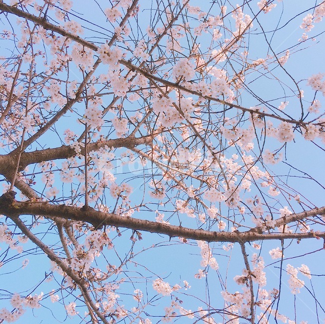 벚꽃,하늘,봄,꽃,체리블러썸,식물,자연,plants,nature,꽃,flower