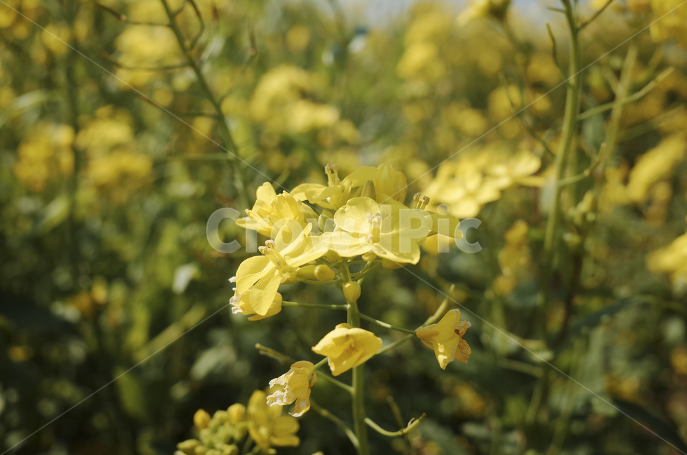 유채꽃,유채,봄꽃,봄,노란꽃,yellow,green,flower,꽃,plant,식물,초록