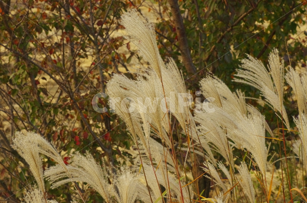 가을,갈대,풀,억새,풀숲,scene,view,feeling,emotion,nature,landscape,season,풍경,감정,감성,자연,계절,reed,autumn,fall,풍경사진,감성사진,정취