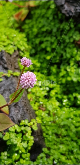 꽃,자연,식물,풀,들풀,들꽃,야생화,plants,nature,flower,배경,분홍,봄,여름,감성,접사