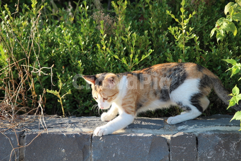 고양이,길고양이,호기심,동물,여름,동물,animal,포유류,mammal,고양이,cat,kitten,kitty