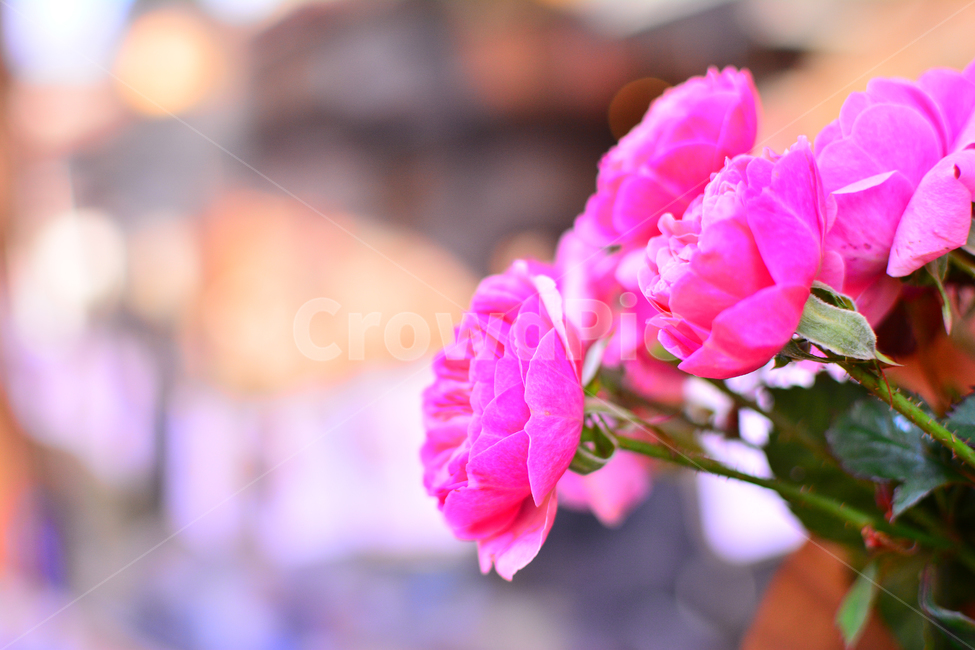 장미꽃,꽃다발,분홍색,핑크색,플라워,배경흐림,분위기,필,느낌,감성,rose,flowers,feeling,emotion,sensible,카페,cafe,아웃포커스,식물,자연,plants,nature,꽃,flower