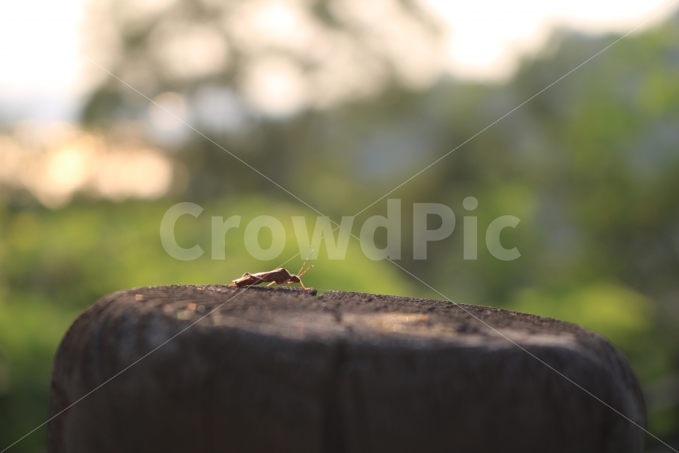 곤충,자연,힐링,감성,풍경,동물,animal,곤충,벌레,insect,bug,감성,sensible,feeling