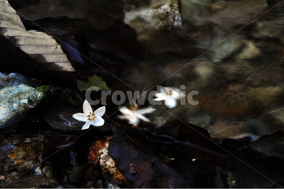 때죽나무,styraxjaponicus,진달래목,안식향,약용식물,마취제,하얀꽃,산,계곡,물,꽃,flower