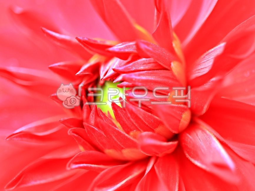 flower,flower,red flower,background,red