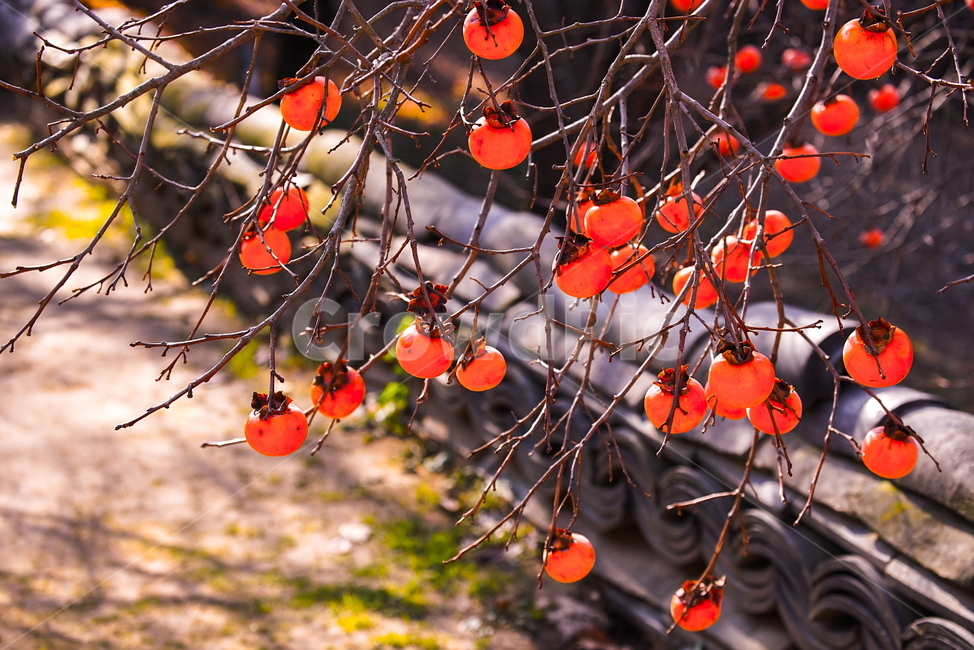 감나무,감,홍시,한옥,담,담장,산사,가을,과일,열매,감성,식물,자연,plants,nature,과일,열매,fruit