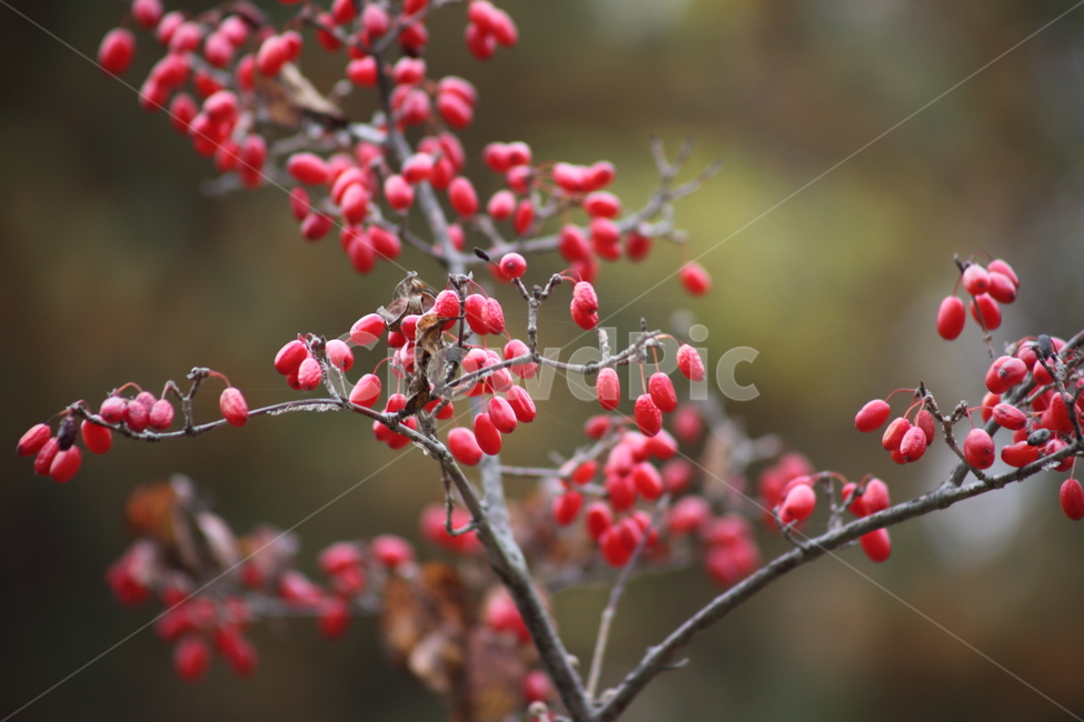 산수유,열매,빨강,가을,japanesecorneliancherry,가을,계절,fall,autumn,season,plant,식물