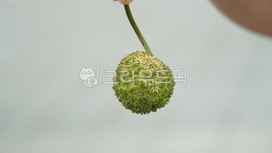 자연,플라타너스열매,플라타너스,열매,나무,초록색,platanus,버즘나무,식물,plant