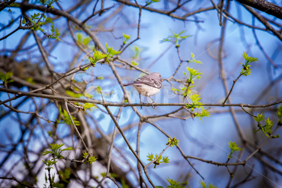 animal,동물,bird,새,나무가지