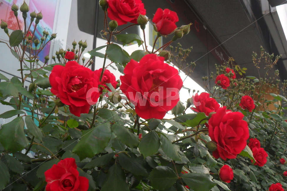 장미,꽃,식물,봄,rose,fldwer,5월,식물,자연,plants,nature,꽃,flower