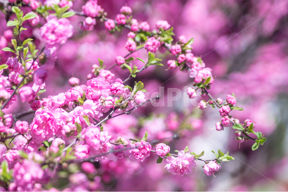 봄,꽃,분홍,pink,식물,봄,계절,spring,season,식물,자연,plants,nature,꽃,flower,plant