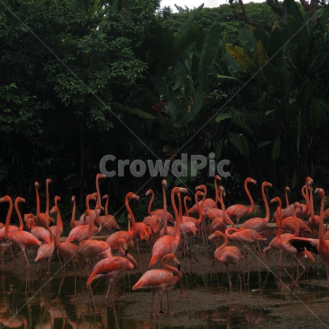 새,자연,조류,플라밍고,핑크,bird,flamingo,동물,animal,조류,새,birds