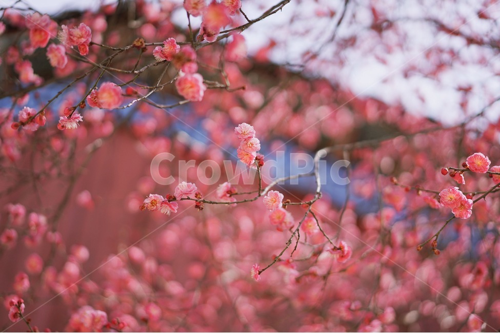 꽃,홍매화,한옥,나무,처마,봄,계절,spring,season,한국전통,한국문화,korean,식물,자연,nature,flower,봄,계절,spring,season,식물,자연,plants,nature,꽃,flower,plant