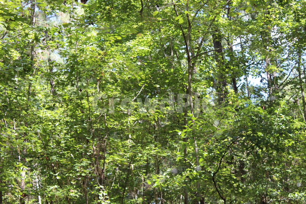 자연,풀,초록색,잎,나뭇잎,식물,나무,plant,tree,식물,자연,plants,nature