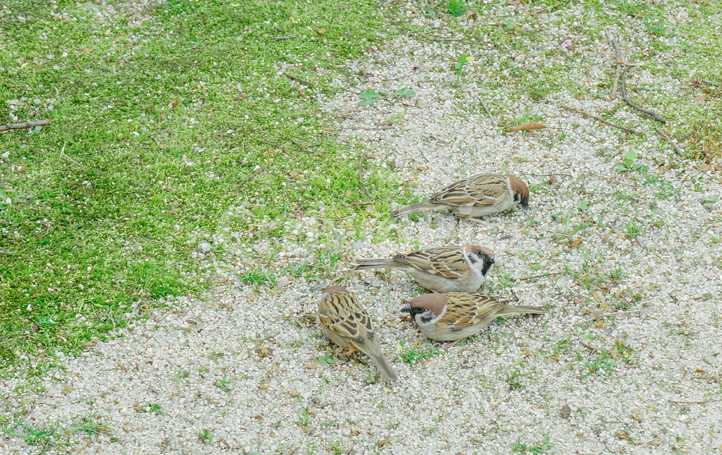 참새,정원,동물,자연,새,sparrow,bird,animal,nature,garden,동물,animal,조류,새,birds