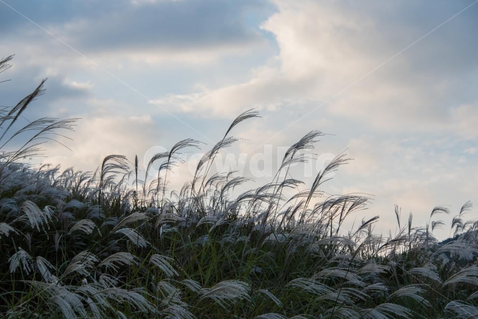갈대,가을,가을하늘,Fall,Fallsky,가을,계절,fall,autumn,season,자연,풍경,nature,landscape,grass,잔디,plant,식물,lawn,reed