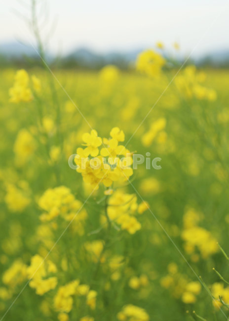유채꽃,엽서,봄,꽃밭,유채밭,자연,nature,꽃