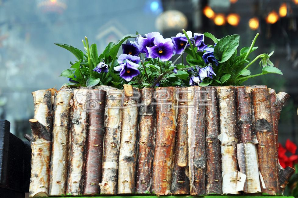 녹색,꽃,꽃병,심기,파란색,보라,목재,장식,정원,나뭇잎,꽃들,화분,원예,집,식물,planter,green,plants,flower,vase,planting,blue,purple,wood,decor,garden,leaves,flowers,potted,gardening,home,plant