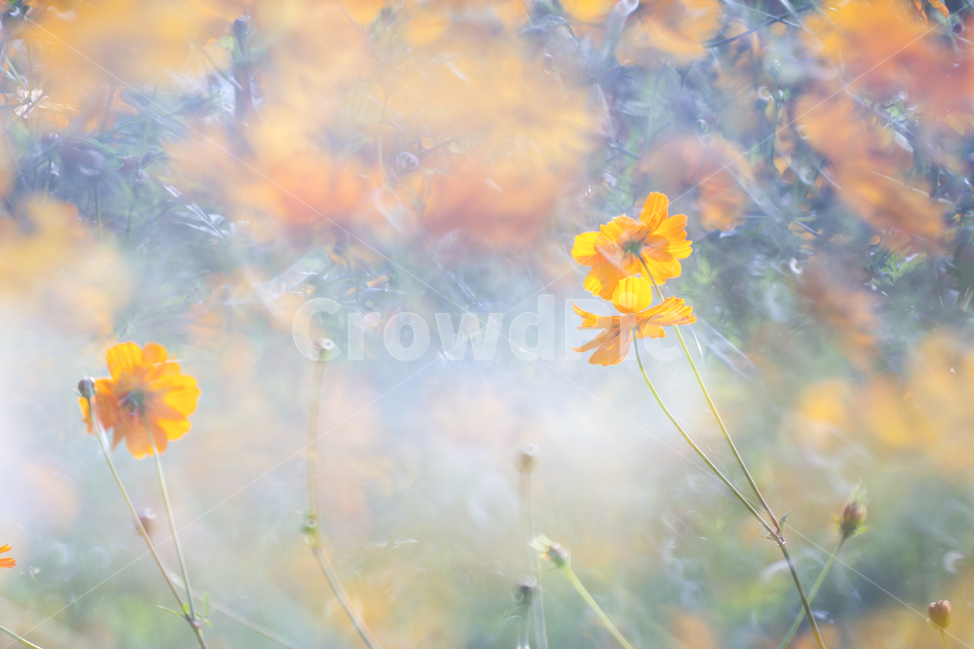 몽환,꽃,꽃잎,가을,추억,식물,자연,plants,nature,꽃,flower