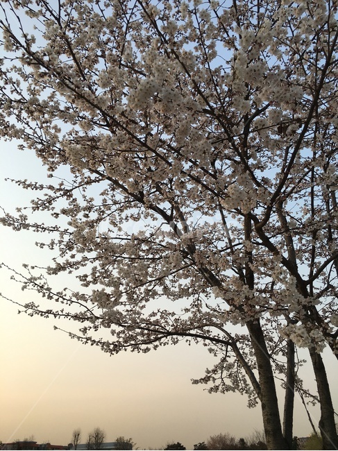 봄,벚꽃나무,벚꽃,노을,풍경