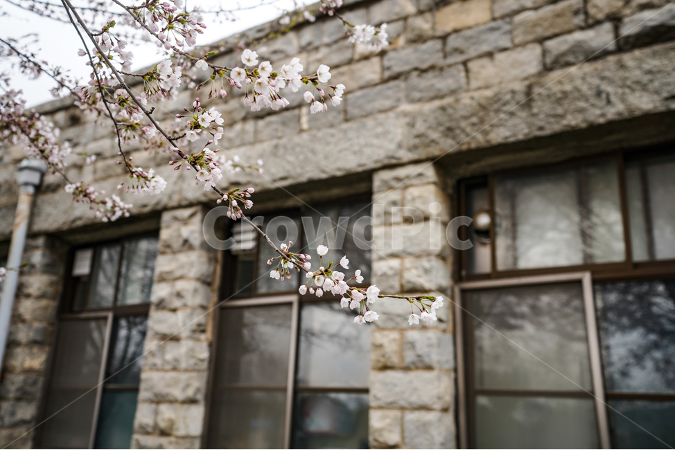 건물,벚꽃,창문,나무,cherryblossom,봄,계절,spring,season,식물,자연,plants,nature,꽃,flower,plant