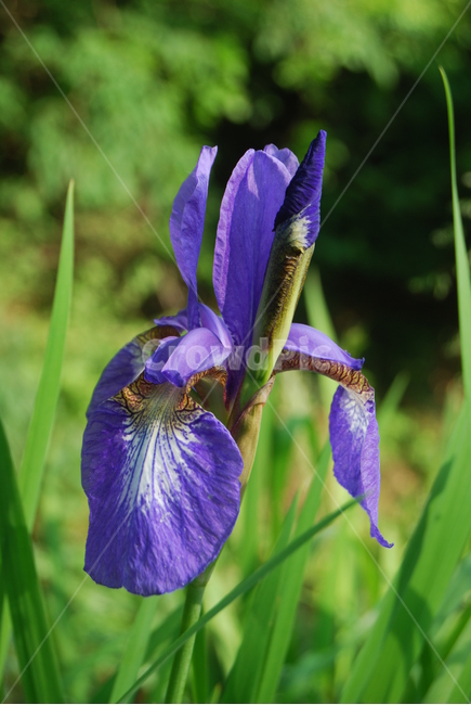 광덕산,붓꽃,자연,봄,휴양림,식물,자연,plants,nature,꽃,flower