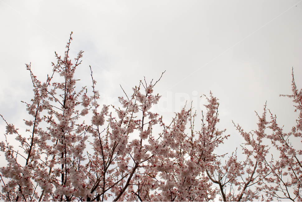 봄,벚꽃,꽃,배경,자연,풍경,하늘,나무,공원,cherryblossoms,식물,벚나무,매화,계절,축제,조경,나뭇가지,시골,경치,화사한,핑크,향기,분홍,맑음,spring,season,flower,생화,만개,만발,봄,계절,spring,season,식물,자연,plants,nature,꽃,flower,plant,blossom