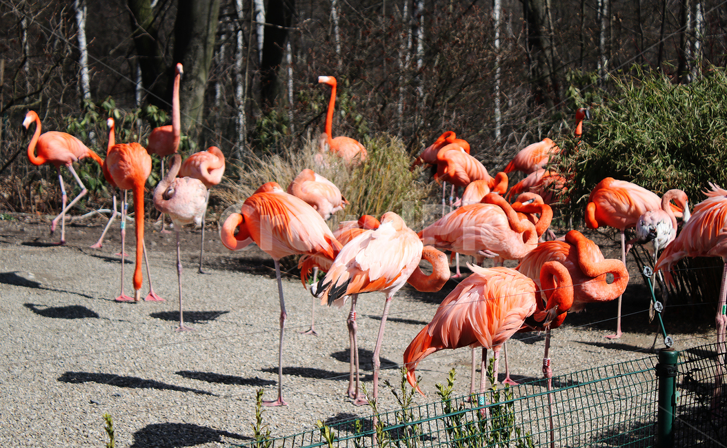 bird,새,animal,동물,flamingos,홍학,동물원
