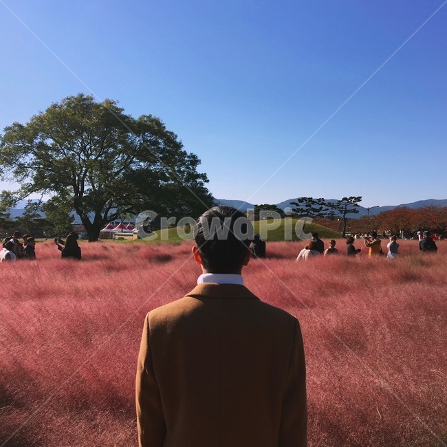 한국,경주,풍경,핑크뮬리,뒷모습,꽃,자연,분홍,가을,감성사진