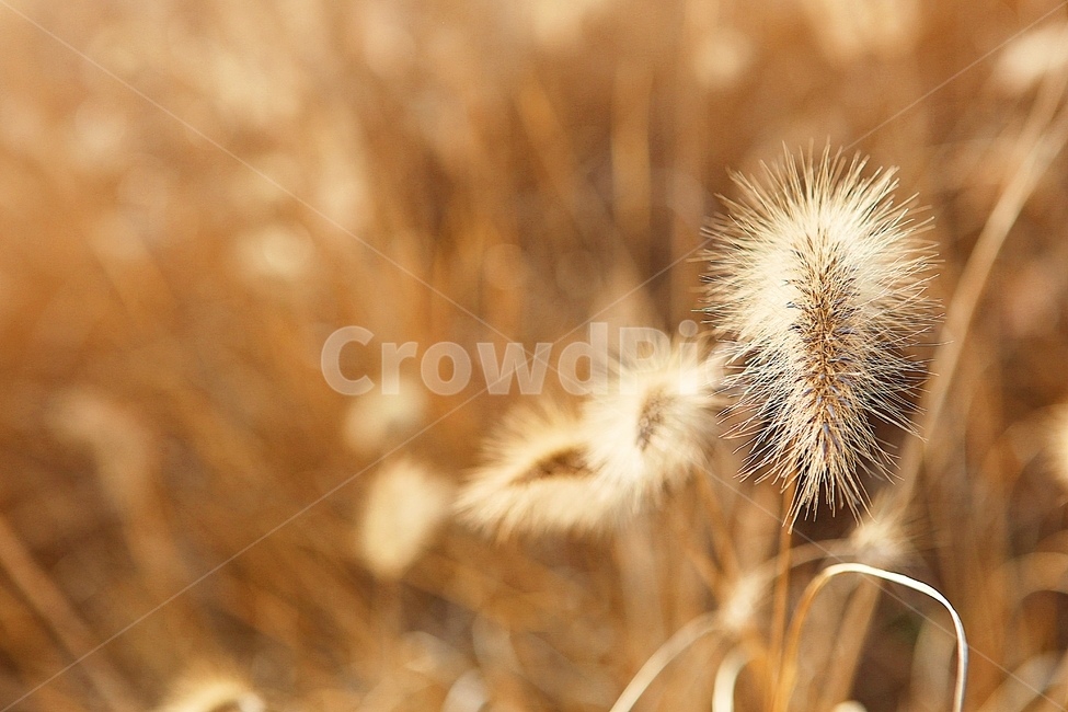 강아지풀,강아지풀꽃,꽃,잡초,가을,풀,공원,야외,가을,계절,fall,autumn,season,식물,자연,plants,nature