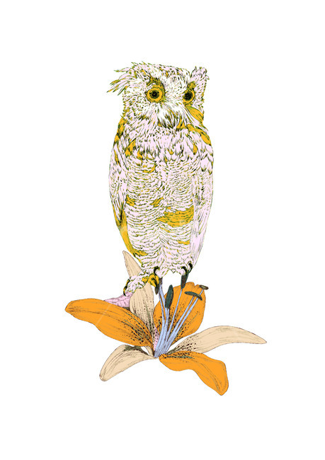 부엉이,일러스트,동물,그림,드로잉,owl,art,animal,그래픽,일러스트레이션,graphic,illustration