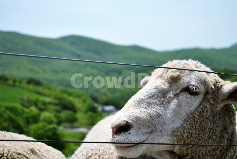 양,양떼,목장,산,미소,sheep,herd,ranch,mountain,smile,동물,animal,포유류,mammal
