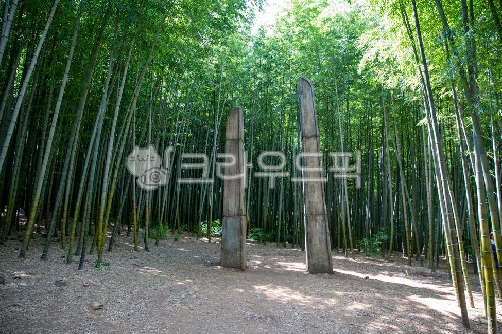 부산,아홉산숲,대나무,여름사진공모전,대나무숲,bamboo