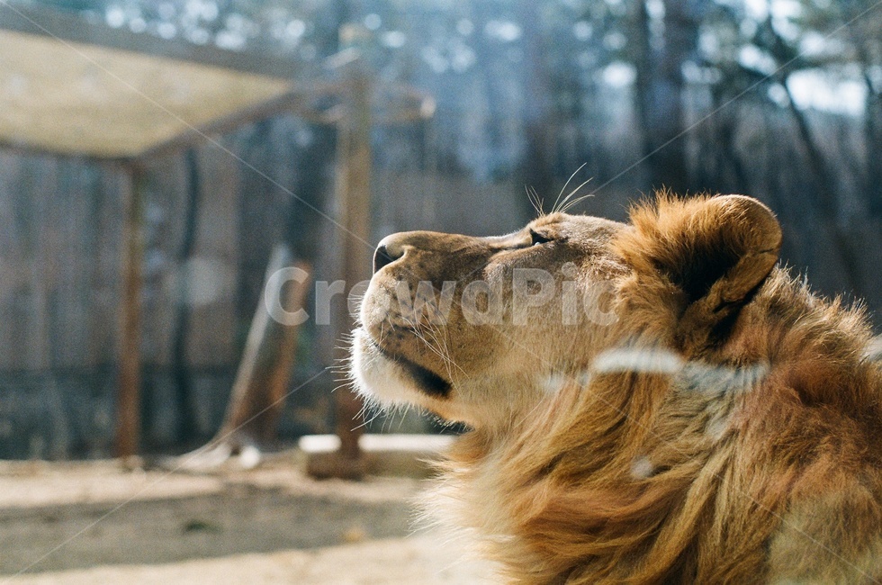 사자,lion,동물,동물원,라이온킹,갈퀴,육식동물,동물왕,zoo,무서운동물,animal,동물,animal,포유류,mammal