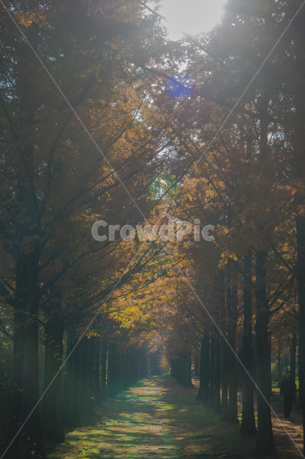 메타세콰이어,단풍,가을,길,light,빛,flare,플레어,인스타감성사진,감성사진,배경화면,바탕화면,감성,잠금화면,가을,계절,fall,autumn,season,자연,풍경,nature,landscape