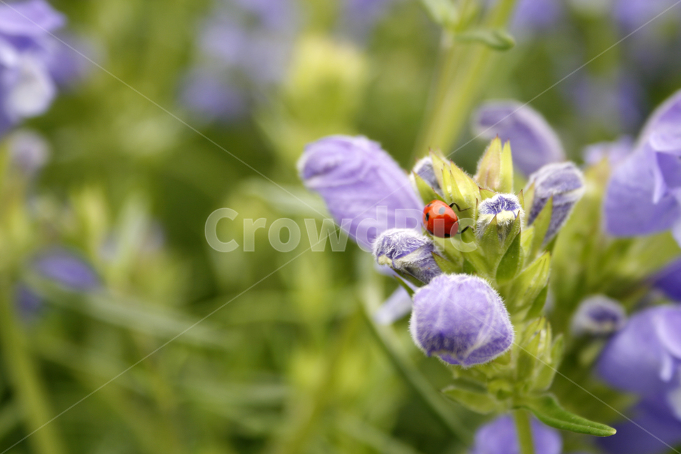 용머리,무당벌레,식물,flower,plants,nature,꽃,꽃봉오리,꽃밭,식물,자연,plants,nature,꽃,flower,동물,animal,곤충,벌레,insect,bug