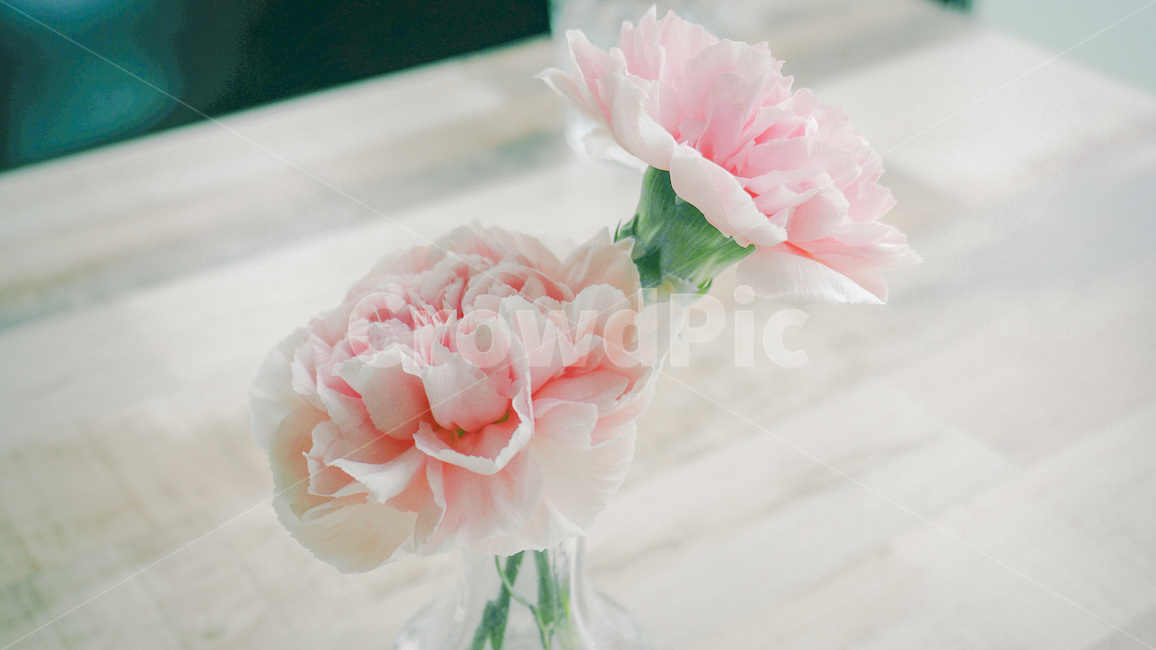 카네이션,핑크,색감,꽃,두송이,식물,꽃꽃이,초록,어버이날,스승의날,가정의달,carnation,mothersday,color,flower,plant,green,꽃,flower,실내용화초,화분,화초,house plant,가족,패밀리,family,교육,학교,공부,education,learning,study,school