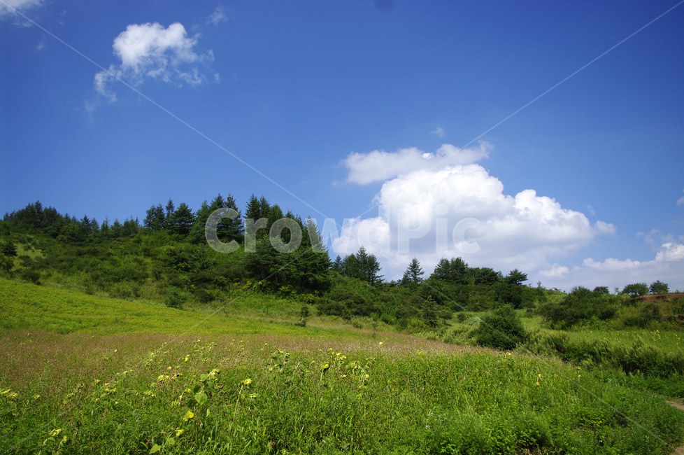 하늘,구름,풍경,자연,식물,나무,tree,nature,목초지,들,자연,풍경,nature,landscape