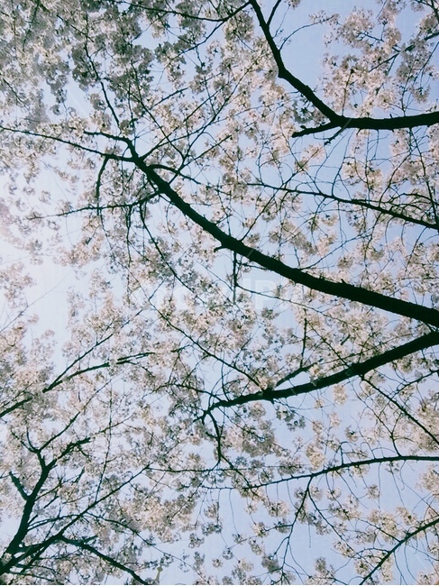 벚꽃,봄,햇빛,꽃,사쿠라,봄,계절,spring,season,plant,식물