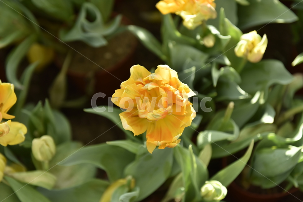 plant,식물,flower,blossom,꽃,장미,rose,제라늄,geranium