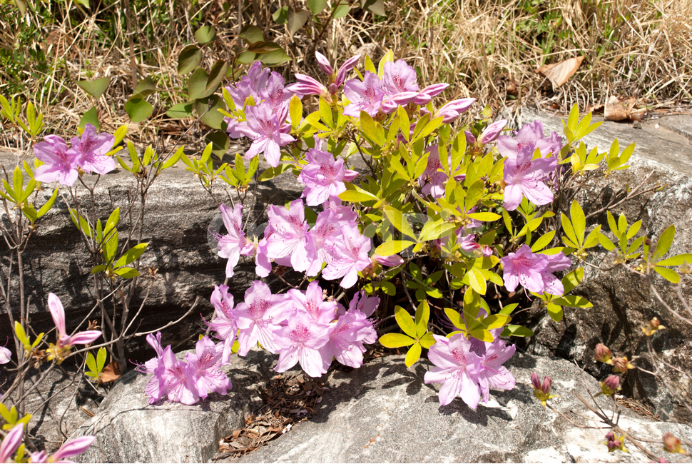 산철쭉,철쭉,봄,꽃,생화,공원,식물,조경,분홍,spring,season,flowe,만개,만발,자연,향기,아름다운,화사한,나뭇가지,봄꽃,돌,봄,계절,spring,season,식물,자연,plants,nature,꽃,flower,plant,blossom