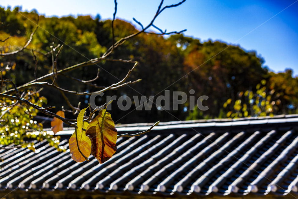 가을,낙엽,단풍,기와,지붕,기와지붕,자연,풍경,가을,계절,fall,autumn,season,roof