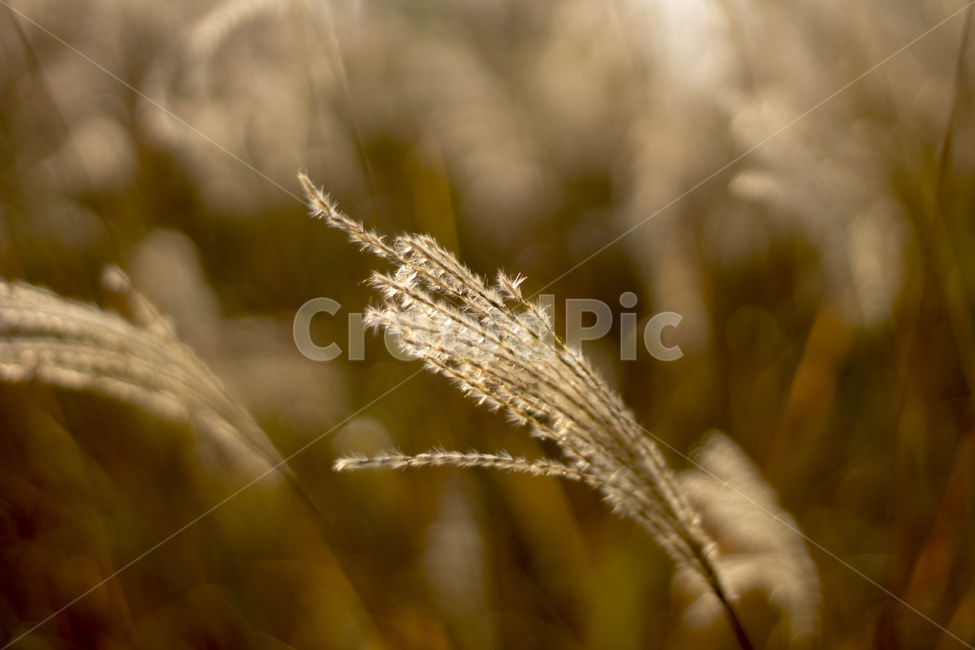 갈대,가을,햇살,오후,선셋,가을,계절,fall,autumn,season,식물,자연,plants,nature,감성,sensible,feeling,plant,grass,잔디,lawn