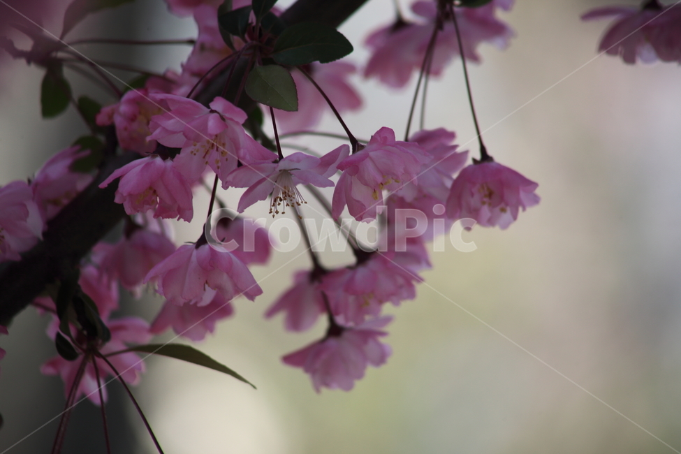 꽃사과나무,아그배나무,서부해당화,봄,crabapple