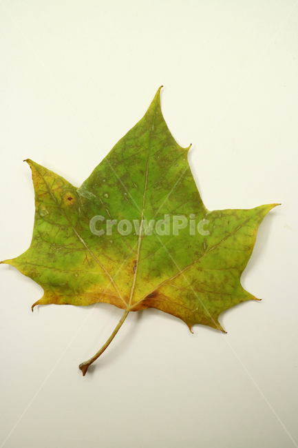 낙엽,가을,나뭇잎,잎,잎사귀,계절,식물,자연,낙엽잎,fallenleaves,deadleaves,오브젝트,누끼,가을낙엽,가을,계절,fall,autumn,season,leaf,plant,tree,나무