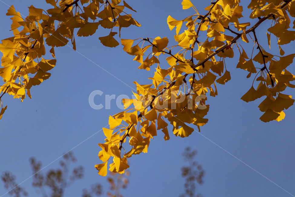 은행,은행나무,은행잎,ginkgo,ginkgotree,ginkgoleaves,가을,계절,fall,autumn,season,식물,자연,plants,nature,나무,trees,wood,leaf,잎,plant